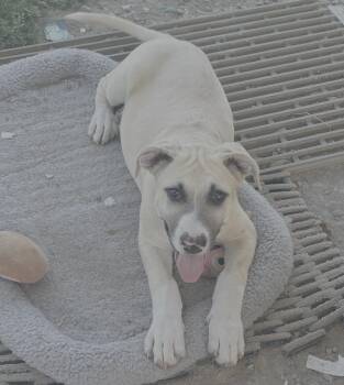 Rescue Shepherd and Pit Bull Terrier Dogs for Adoption in Atwater, California - Dinky | PetCurious