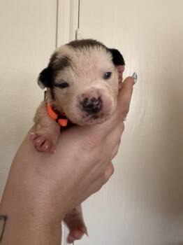 American Bully Dogs Available for Adoption in Dallas, Texas - Puppy | PetCurious