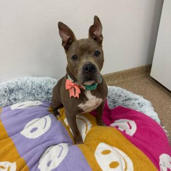 Sadie -  Mixed Breed Dog for Adoption in Titusville, Florida - Sadie | PetCurious