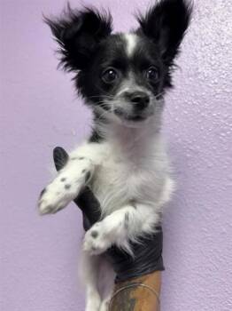 61217683 -  Chihuahua and Mixed Breed Dog for Adoption in El Paso, Texas - 61217683 | PetCurious