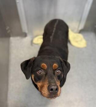 Rottweiler and Mixed Breed Dogs Available for Adoption - KIMBO | PetCurious