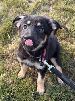 BARBARIKA -  German Shepherd Dog and Great Pyrenees Dog for Adoption in Fort Wayne, Indiana - BARBARIKA | PetCurious