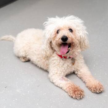 Popcorn -  Poodle and Mixed Breed Dog for Adoption in New York, New York - Popcorn | PetCurious