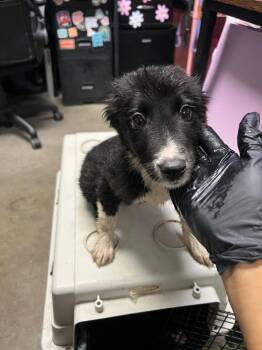 Alexandra -  Border Collie and Mixed Breed Dog for Adoption in Rockport, Texas - Alexandra | PetCurious