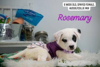 Rosemary -  Border Collie and Australian Shepherd Dog for Adoption in Sevierville, Tennessee - Rosemary | PetCurious