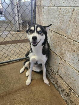 Rescue Husky Dogs for Adoption in El Centro, California - Mia | PetCurious