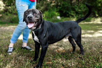 Rescue Pit Bull Terrier Dogs for Adoption - Francis | PetCurious