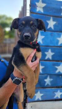 Cadabby -  German Shepherd Dog Dog for Adoption in Pleasant Hill, California - Cadabby | PetCurious