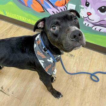 Casper -  Black Labrador Retriever and Pit Bull Terrier Dog for Adoption in Lyndhurst, Virginia - Casper | PetCurious