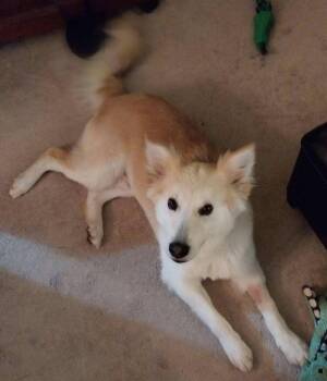 Leo -  American Eskimo Dog and Siberian Husky Dog for Adoption - Leo | PetCurious