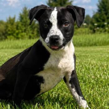 Drake -  Cattle Dog Dog for Adoption in Naperville, Illinois - Drake | PetCurious
