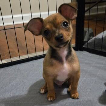 Blue -  Chihuahua and Mixed Breed Dog for Adoption in Durham, North Carolina - Blue | PetCurious