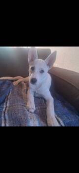 Rescue Husky and Australian Cattle Dog Blue Heeler Dogs for Adoption in Redlands, California - Willow | PetCurious