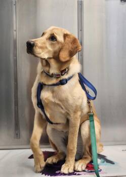 Golden Retriever and Labrador Retriever Dogs Available for Adoption in Hyde Park, New York - Ella | PetCurious