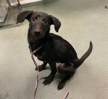 Rescue Labrador Retriever Dogs for Adoption in Raleigh, North Carolina - Valentino | PetCurious