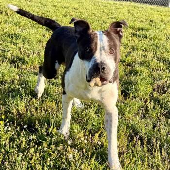 Mahogany -  Pit Bull Terrier and Mixed Breed Dog for Adoption in Dayton, Ohio - Mahogany | PetCurious