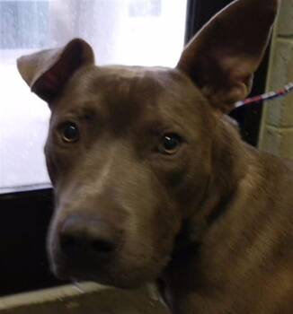 WESTON -  Pit Bull Terrier and Mixed Breed Dog for Adoption in Tulsa, Oklahoma - WESTON | PetCurious