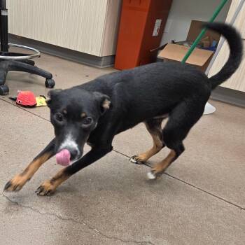 Colby Jack -  Mixed Breed Dog for Adoption in Chattanooga, Tennessee - Colby Jack | PetCurious