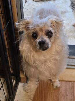 Rescue Terrier Dogs for Adoption in Riverton, Utah - Mister Barker | PetCurious