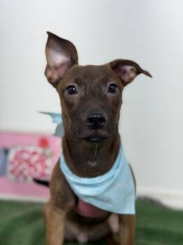 Jimmy-One of our Amazing Rescue Dogs -  Dachshund and Shepherd Dog for Adoption in Carlsbad, California - Jimmy-One Of Our Amazing Rescue Dogs | PetCurious