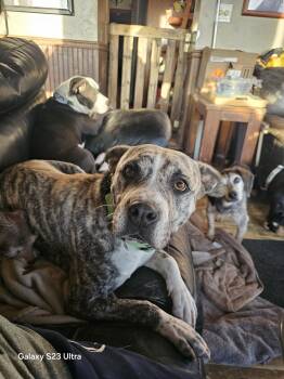 Lady Bug -  Pit Bull Terrier and Catahoula Leopard Dog Dog for Adoption in North Myrtle Beach, South Carolina - Lady Bug | PetCurious