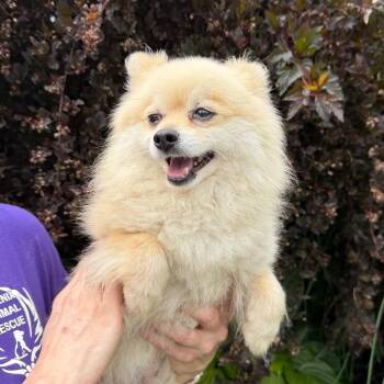 Benito -  Pomeranian Dog for Adoption in Chester Springs, Pennsylvania - Benito | PetCurious