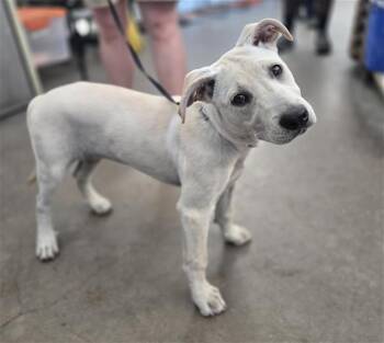 Mixed Breed Dogs Available for Adoption in Dallas, Texas - BROOKE | PetCurious