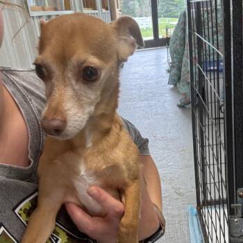 Rocky -  Chihuahua Dog for Adoption in Blairsville, Georgia - Rocky | PetCurious