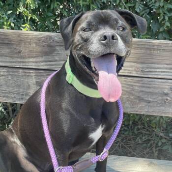 Donnie -  Pit Bull Terrier and Mixed Breed Dog for Adoption in Riverside, California - Donnie | PetCurious