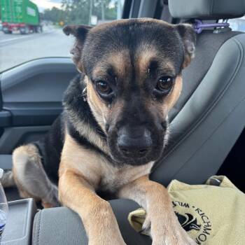 Diesel -  German Shepherd Dog and Pug Dog for Adoption in Richmond Hill, Georgia - Diesel | PetCurious