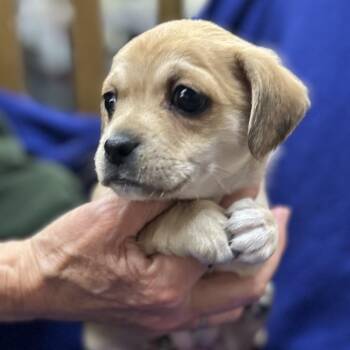 Pug and Chihuahua Dogs Available for Adoption - DAISY | PetCurious