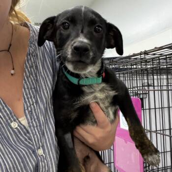 Gunnar -  Labrador Retriever and Mixed Breed Dog for Adoption in Madison, Wisconsin - Gunnar | PetCurious