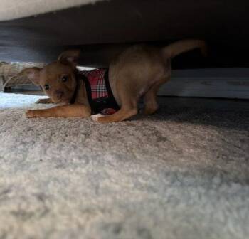 Pumpkin -  Chihuahua and Mixed Breed Dog for Adoption in Verona, New Jersey - Pumpkin | PetCurious