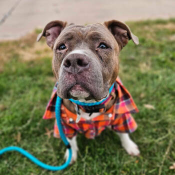 Rescue Mixed Breed Dogs for Adoption in Davenport, Iowa - Keena | PetCurious