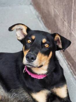 Ezekiel -  Doberman Pinscher and Shepherd Dog for Adoption in Buena Vista, Colorado - Ezekiel | PetCurious