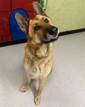 German Shepherd Dog Dogs Available for Adoption in Indianapolis, Indiana - COCO | PetCurious