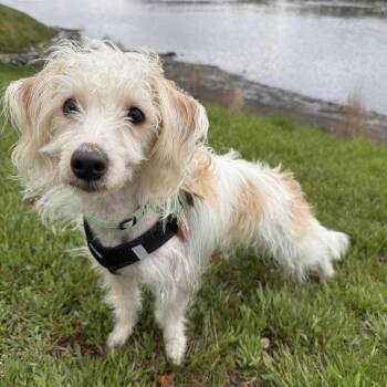 Terrier Dogs Available for Adoption in Groveland, Massachusetts - TinTin | PetCurious