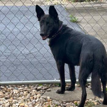 PENNY -  German Shepherd Dog Dog for Adoption in Scottsburg, Indiana - PENNY | PetCurious
