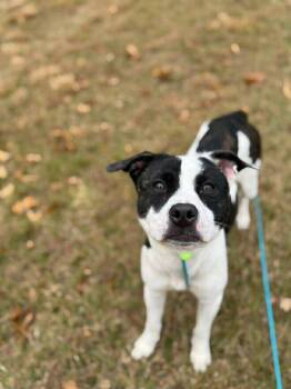 Rescue Mixed Breed Dogs for Adoption in Griswold, Connecticut - Raelyn | PetCurious
