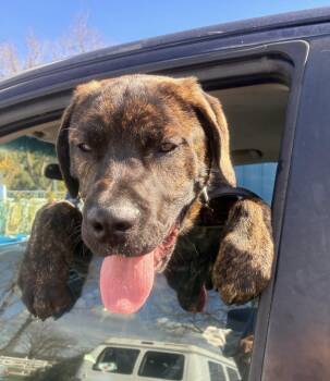 Mastiff Dogs Available for Adoption - Klaebo | PetCurious
