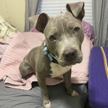 Rescue Pit Bull Terrier Dogs for Adoption in Harrisonburg, Virginia - Billy | PetCurious