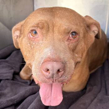 Sky -  Mixed Breed Dog for Adoption in Philadelphia, Pennsylvania - Sky | PetCurious