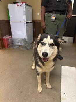 Siberian Husky Dogs Available for Adoption in Douglasville, Georgia - Lisa | PetCurious