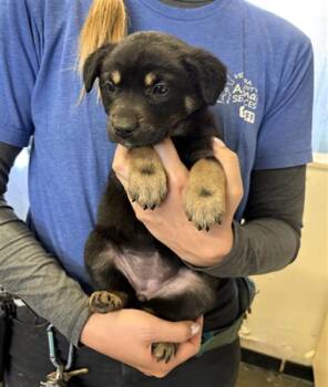 German Shepherd Dog Dogs Available for Adoption in Camarillo, California - CALIFORNIA DREAMIN | PetCurious