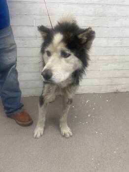 Rescue Siberian Husky Dogs for Adoption in San Bernardino, California - LEROY | PetCurious