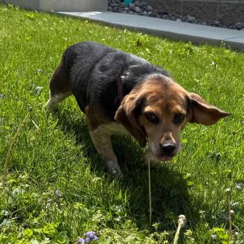 Beagle Dogs Available for Adoption in Latrobe, Pennsylvania - Mercy | PetCurious