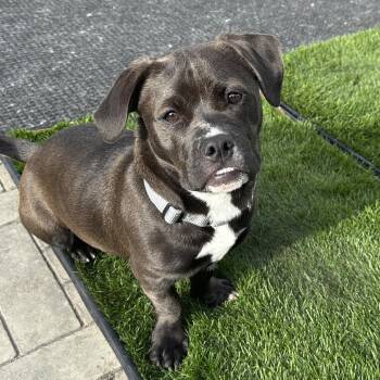 English Bulldog Dogs Available for Adoption in Los Angeles, California - Burro | PetCurious