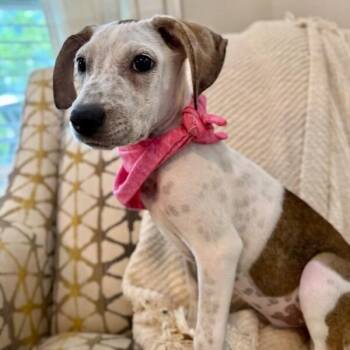 Courtney the Cutie -  Pit Bull Terrier Dog for Adoption in Friendswood, Texas - Courtney The Cutie | PetCurious