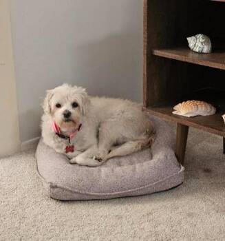 Laurie -  Maltese Dog for Adoption in San Diego, California - Laurie | PetCurious