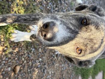 Chex -  Pit Bull Terrier Dog for Adoption in Bonnyville, Alberta - Chex | PetCurious